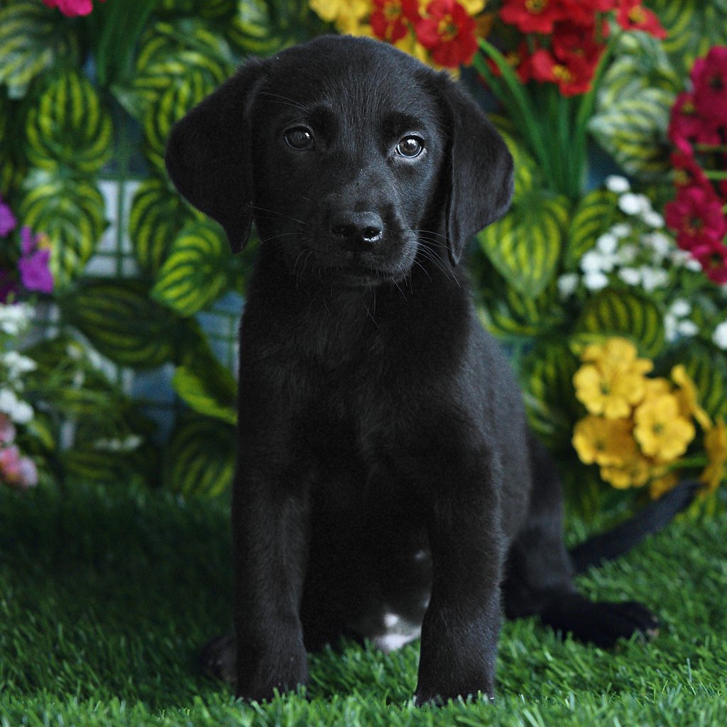 Lark puppy images