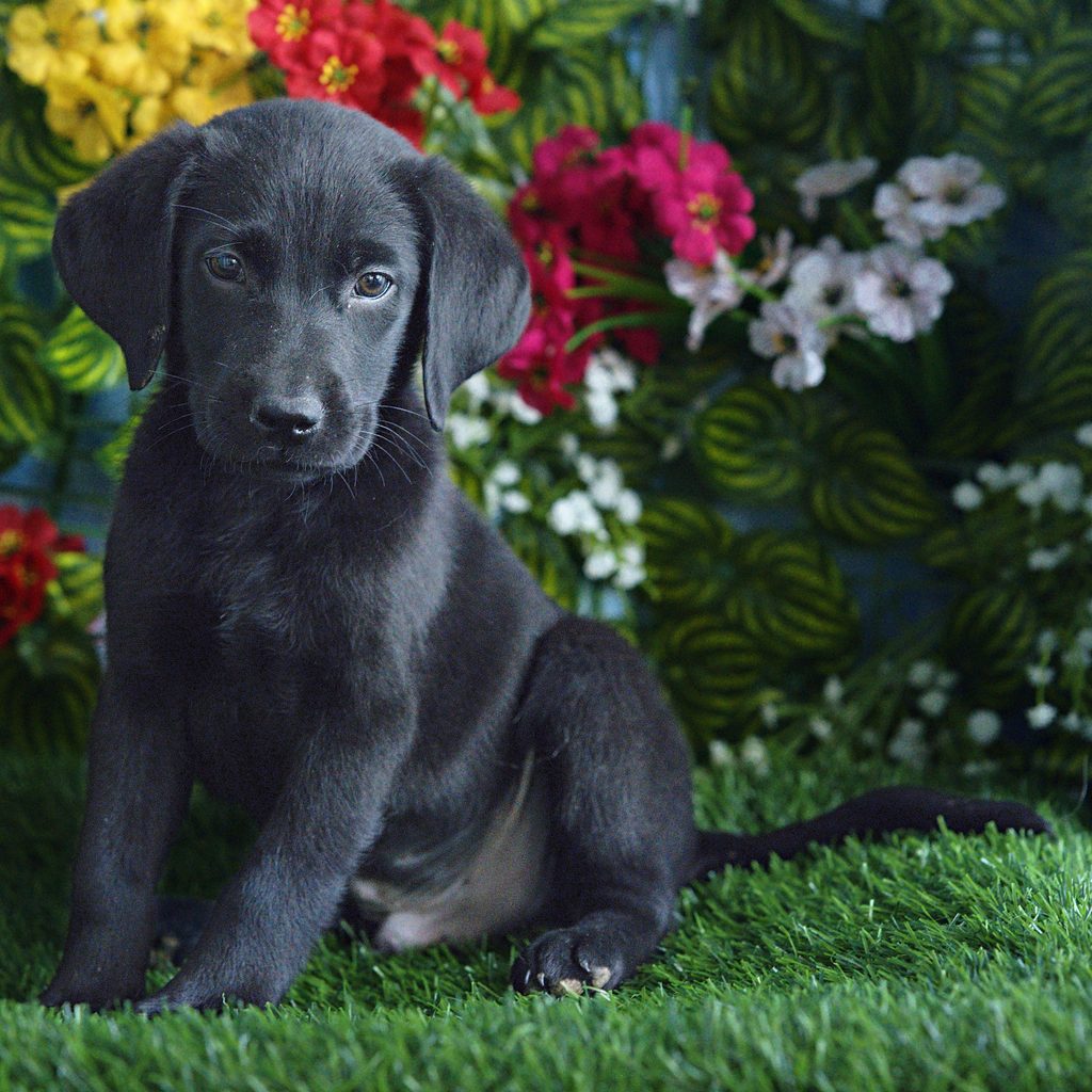 Lark puppy images