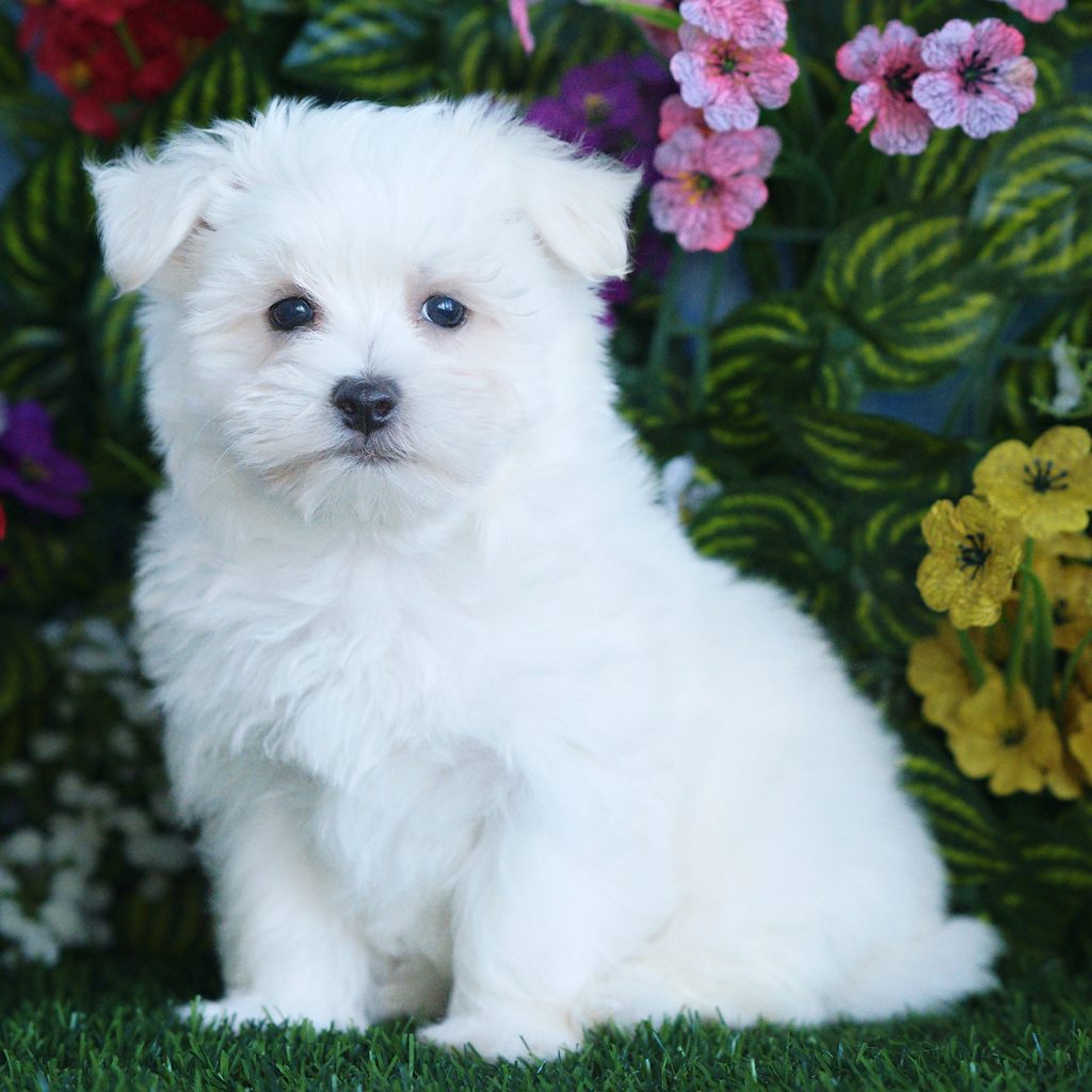 Saul puppy images