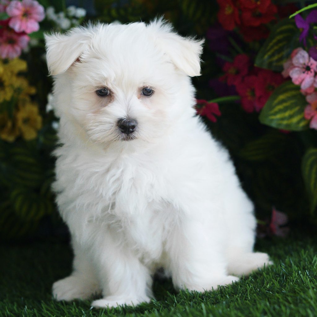 Saul puppy images