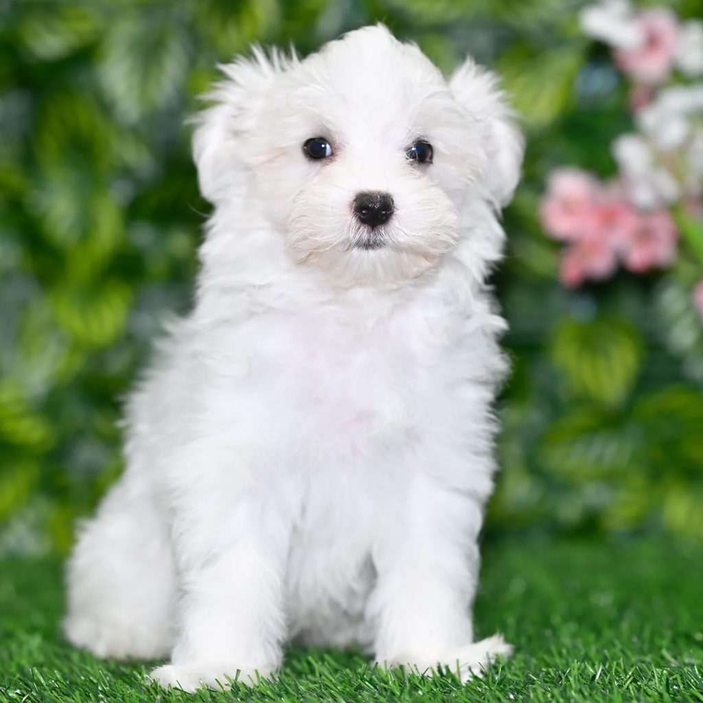 Diesel puppy images