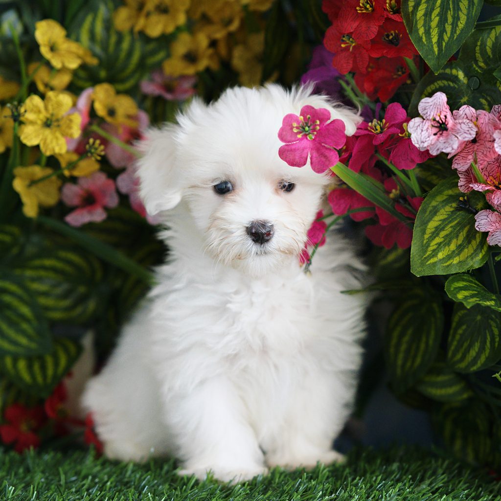 Captain puppy images