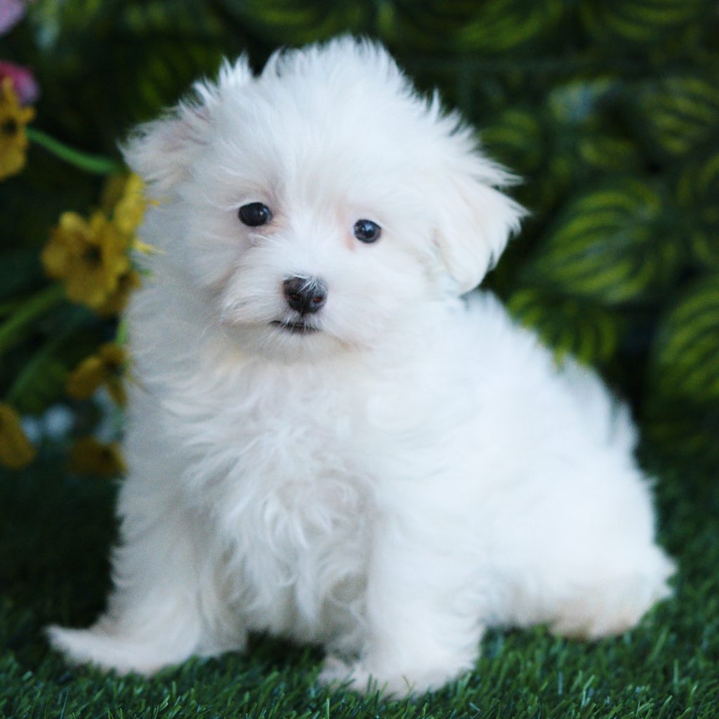 Igor puppy images