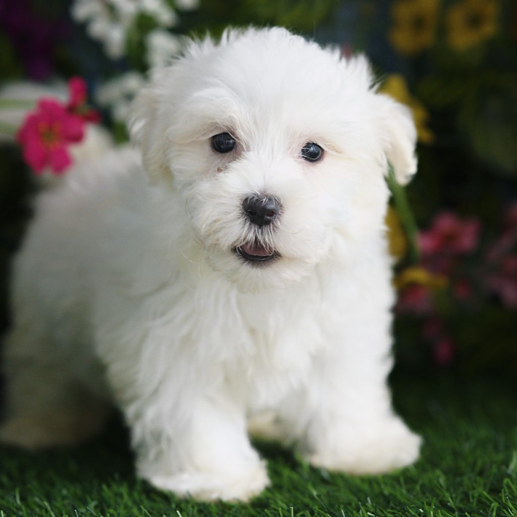 Kona puppy images