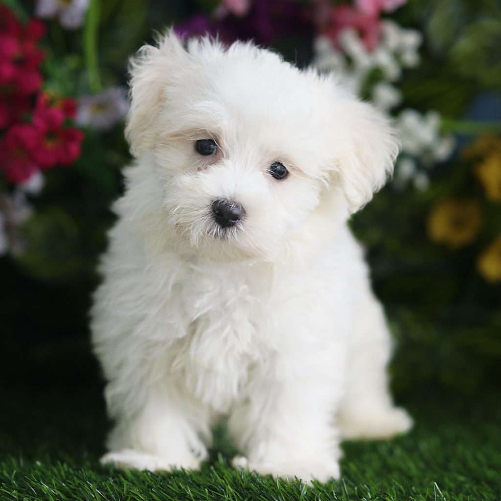 Kona puppy images
