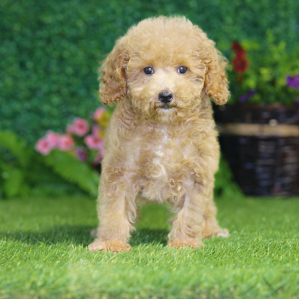 Eden puppy images