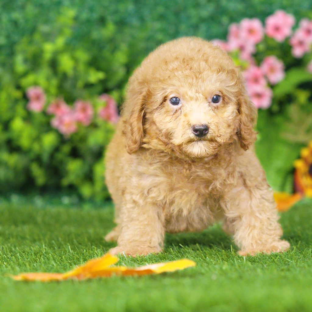 Luther puppy images