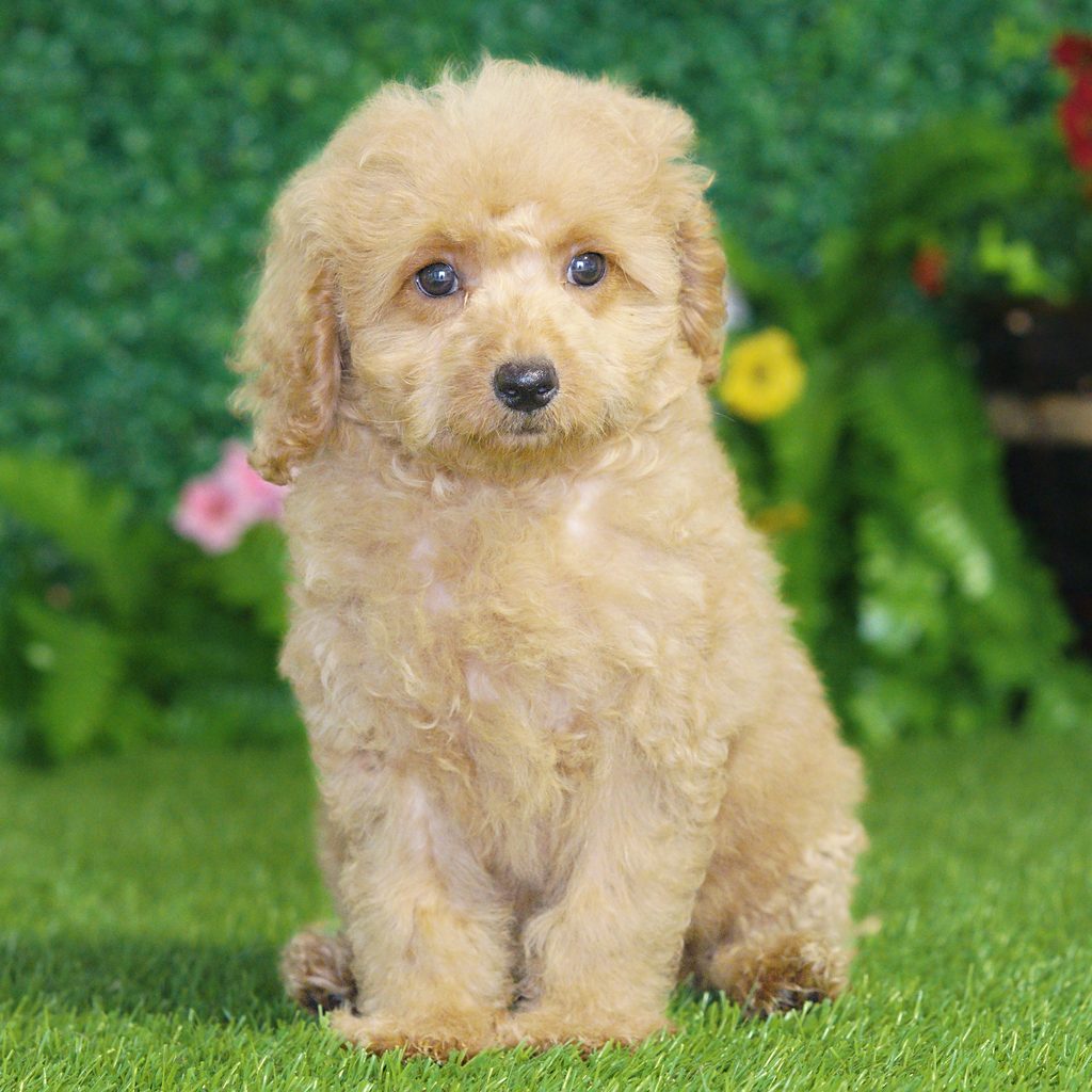 Mario puppy images