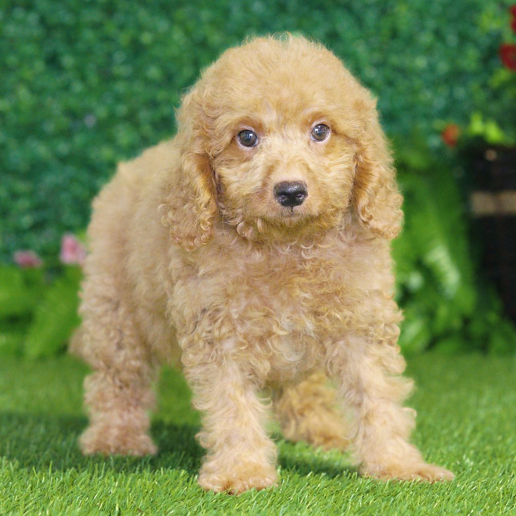 Jesse puppy images