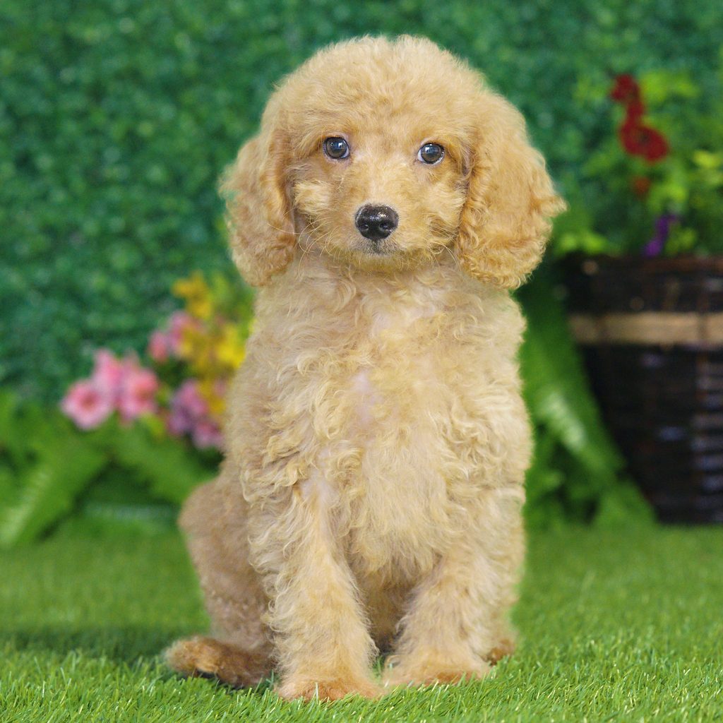 Jesse puppy images