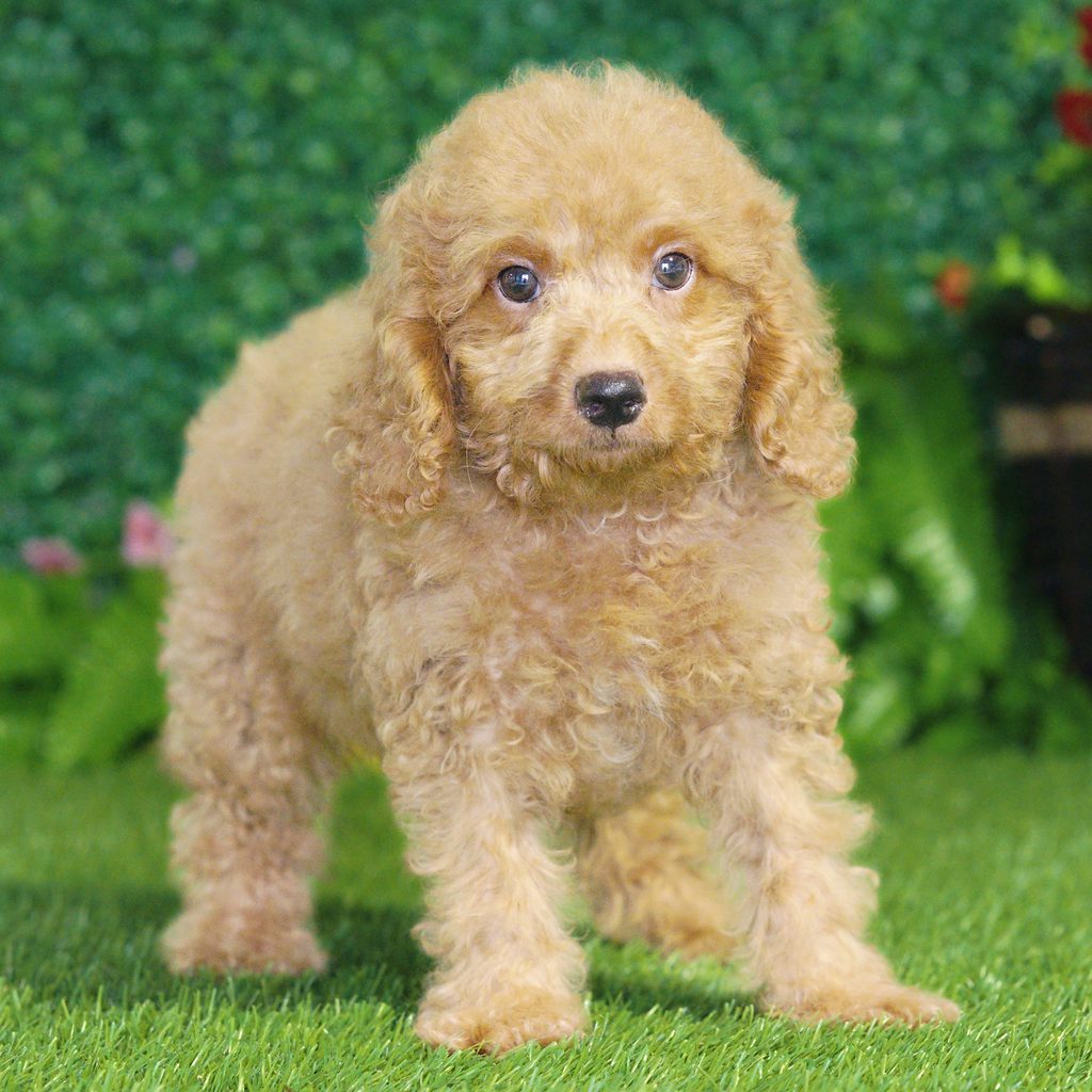 Jesse puppy images