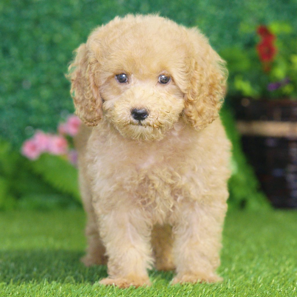 Eliza puppy images