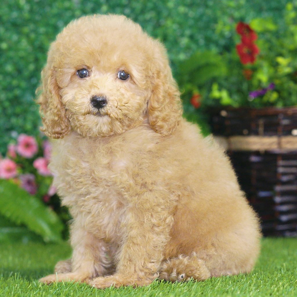 Eliza puppy images