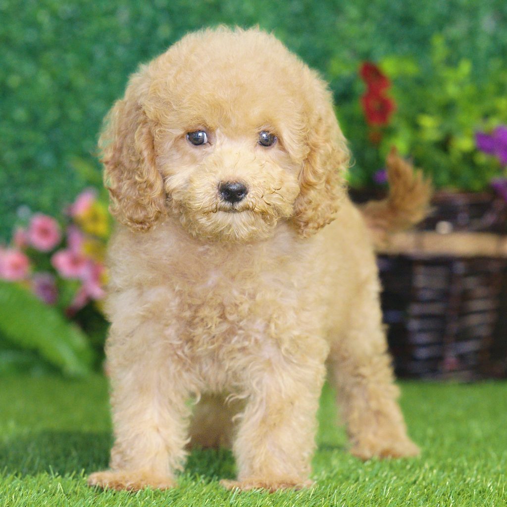 Eliza puppy images