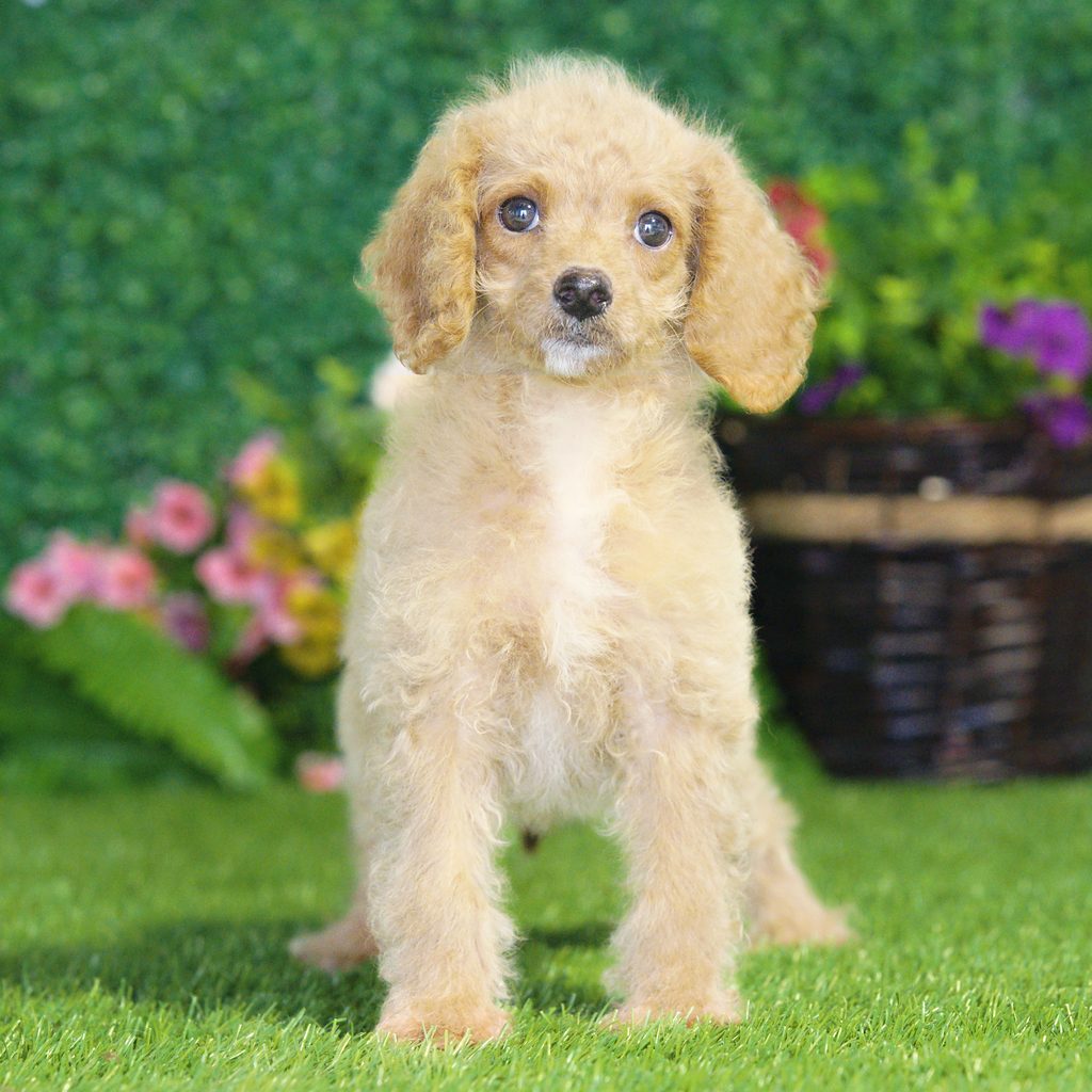 Eugene puppy images