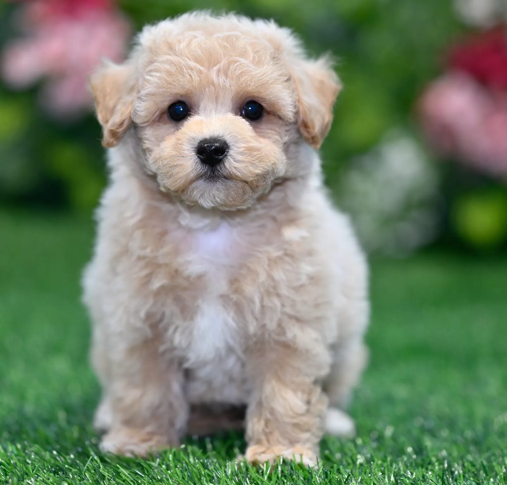 Elvis puppy images