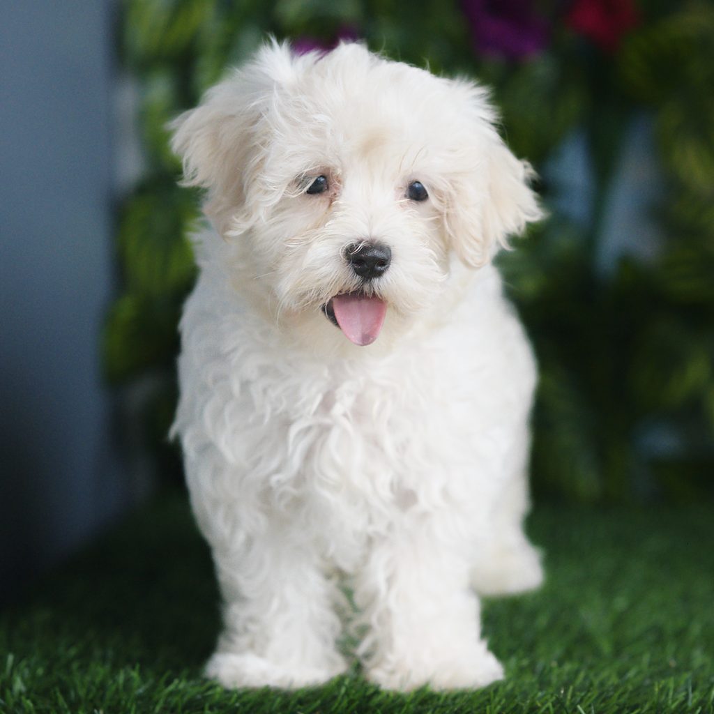 Lawrence puppy images