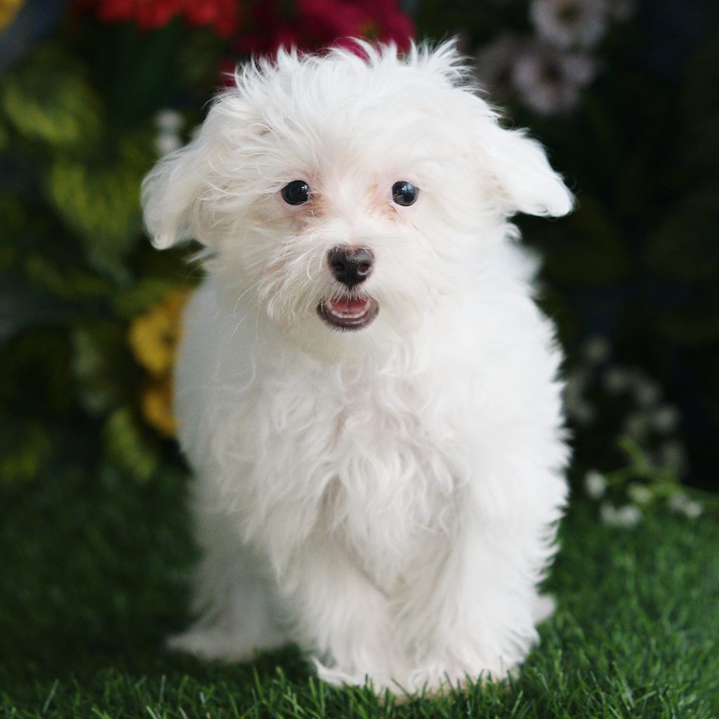 Draco puppy images