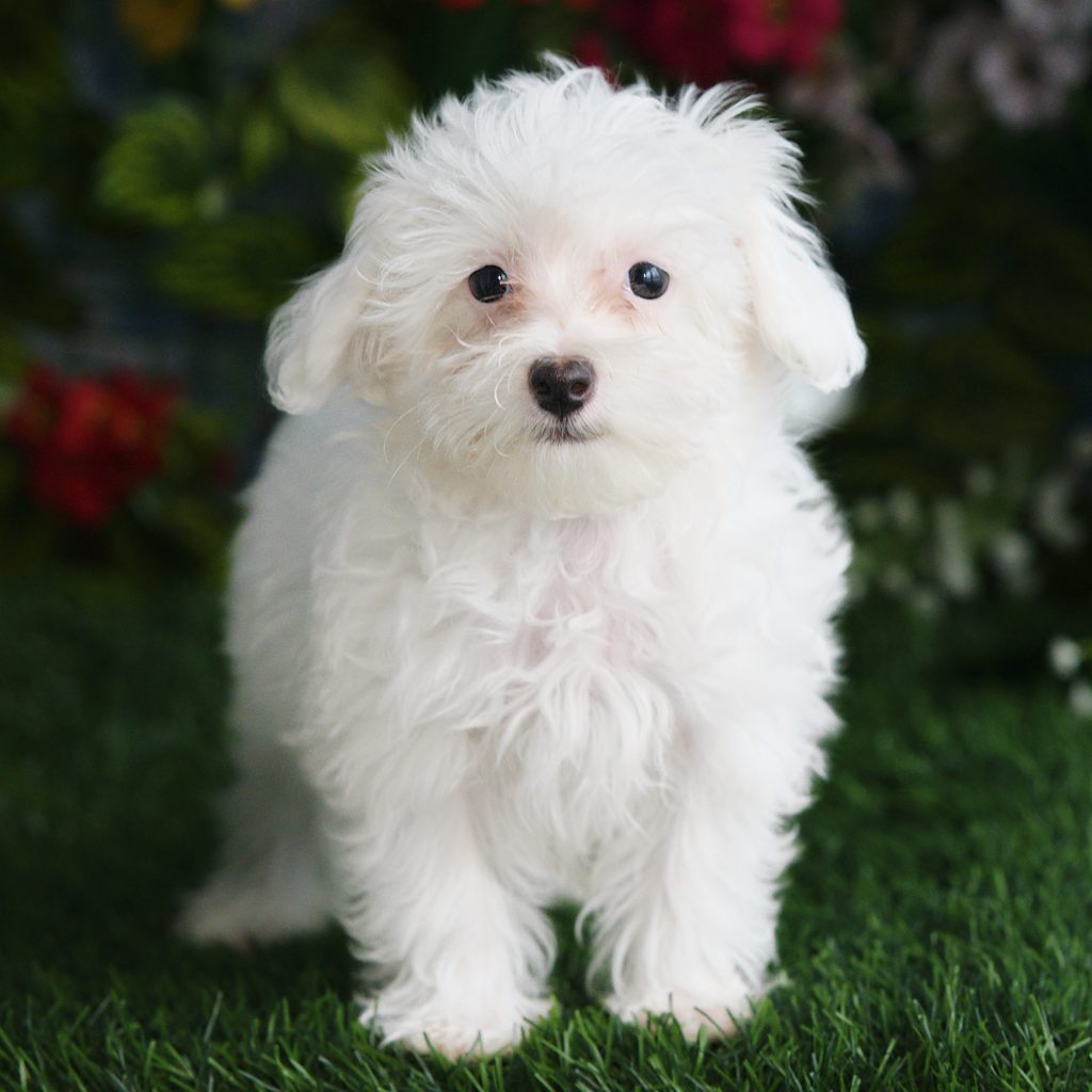 Draco puppy images