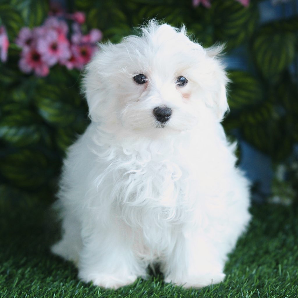 Mochi puppy images