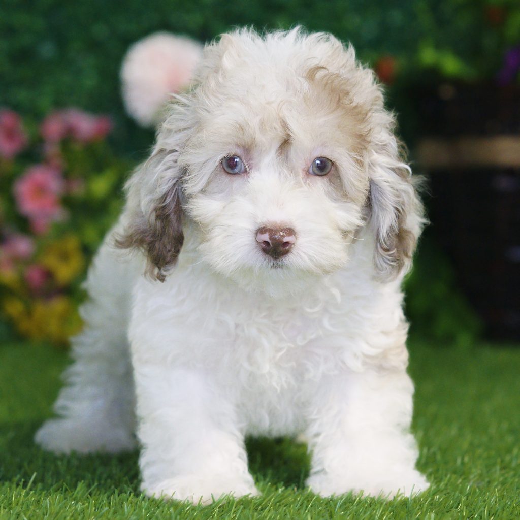 Nell puppy images