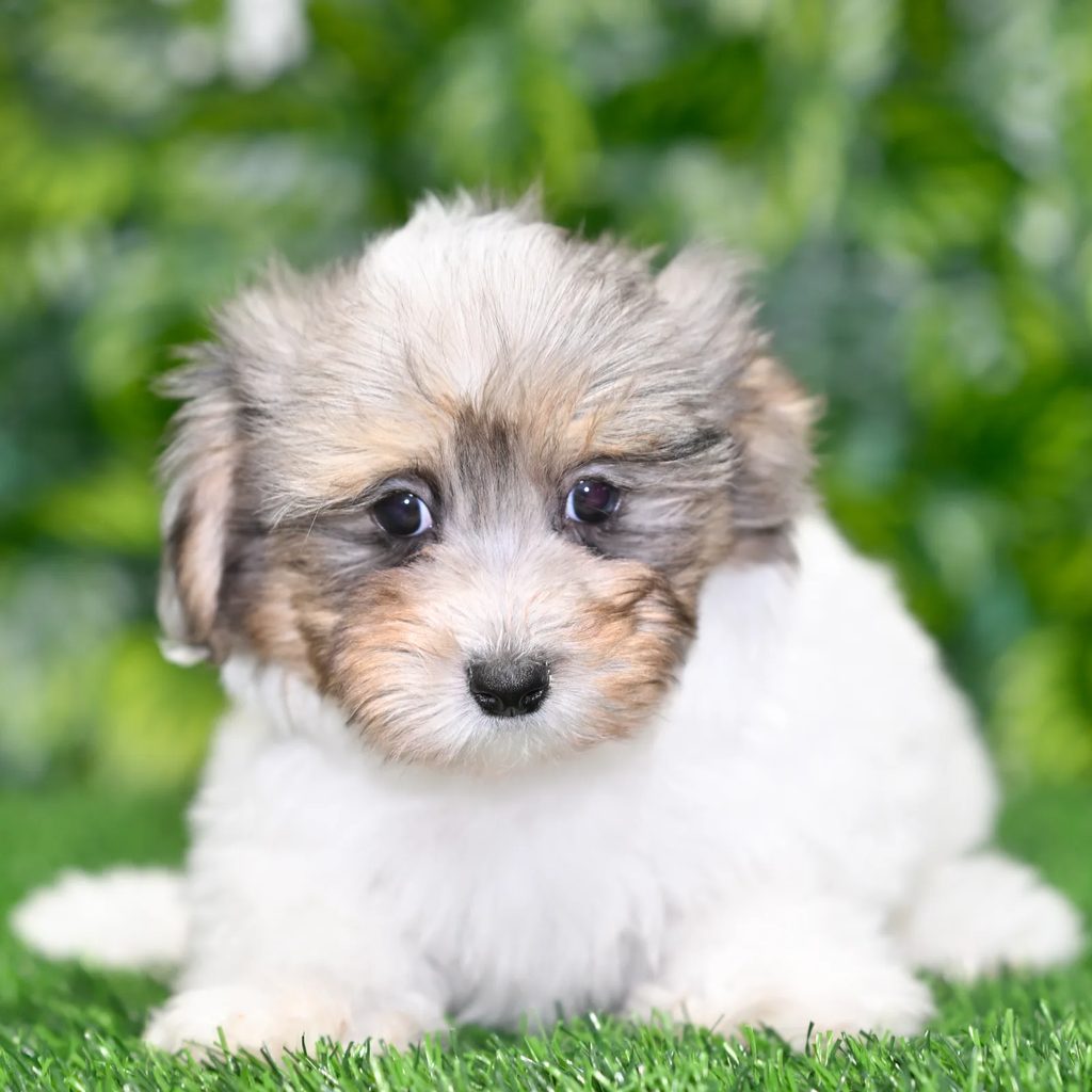 Alyssa puppy images