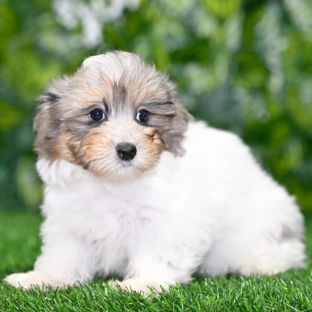 Alyssa puppy images