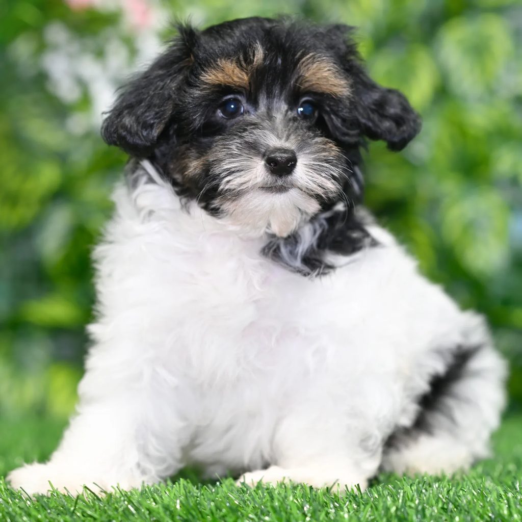 Chester puppy images