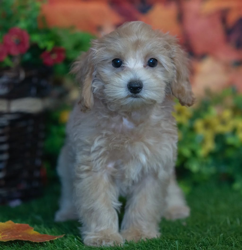 Duchess puppy images