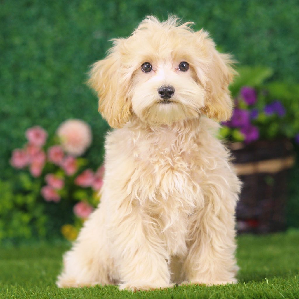 Duchess puppy images