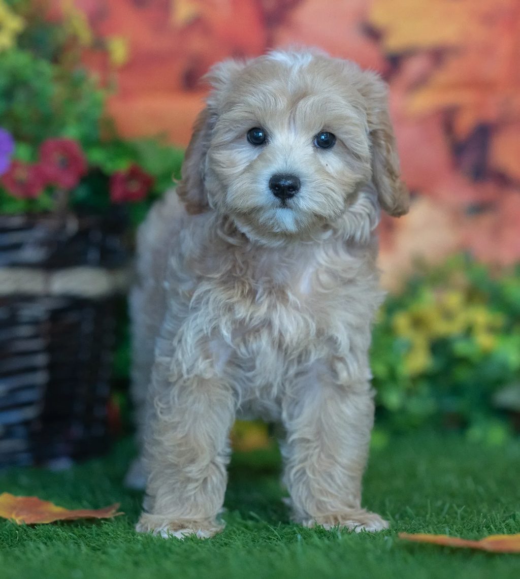 Brutus puppy images