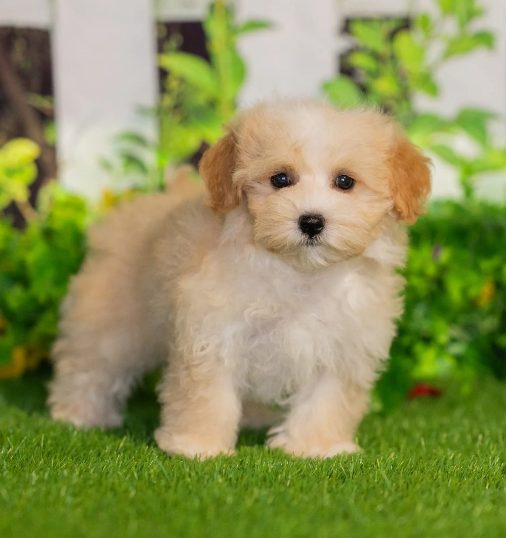 Stella puppy images