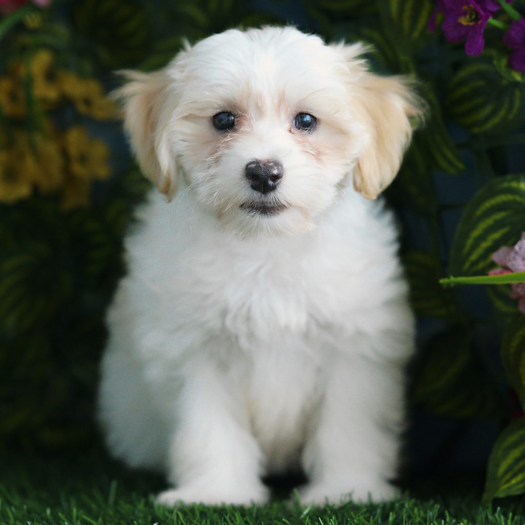 Aida puppy images