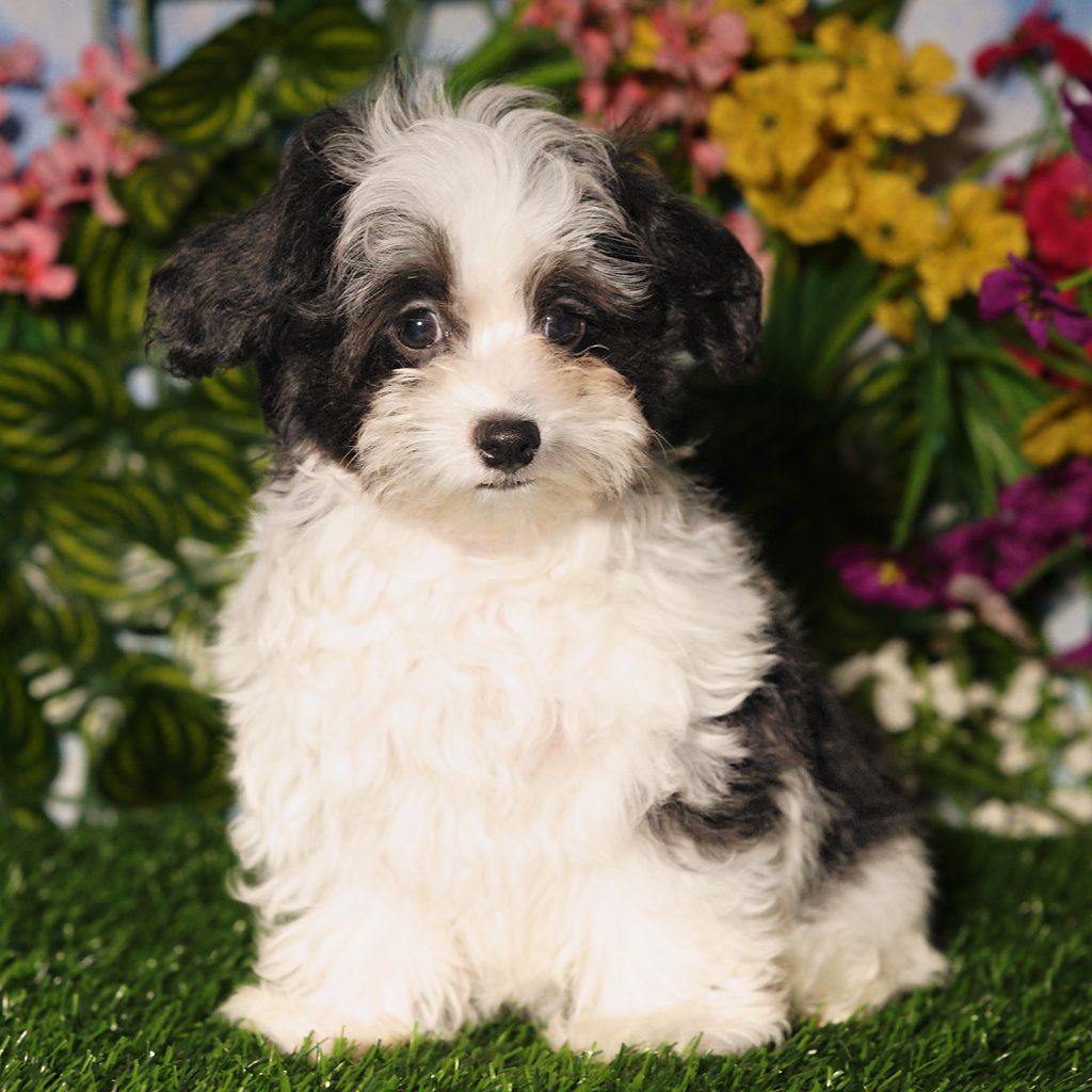 Frank puppy images