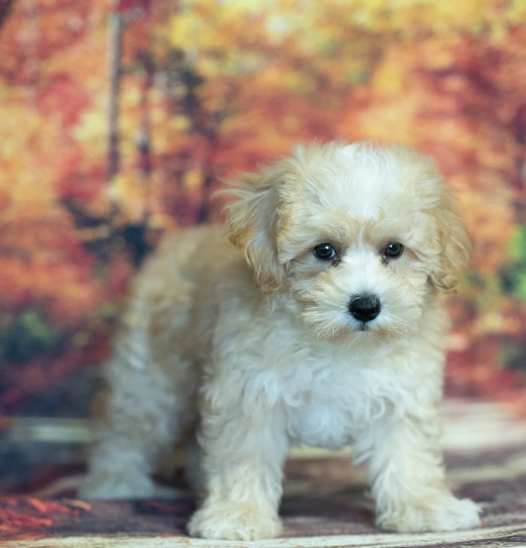 Patch puppy images
