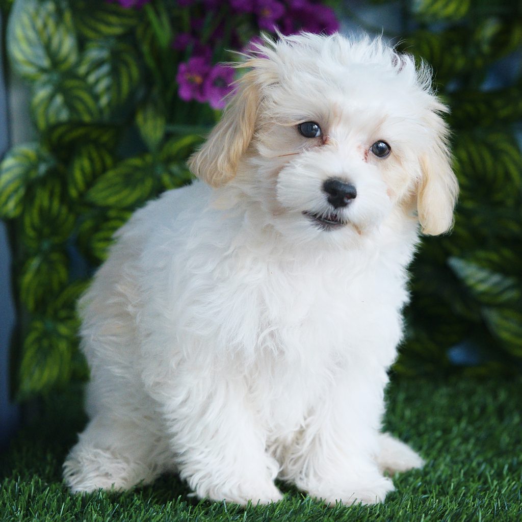Egypt puppy images