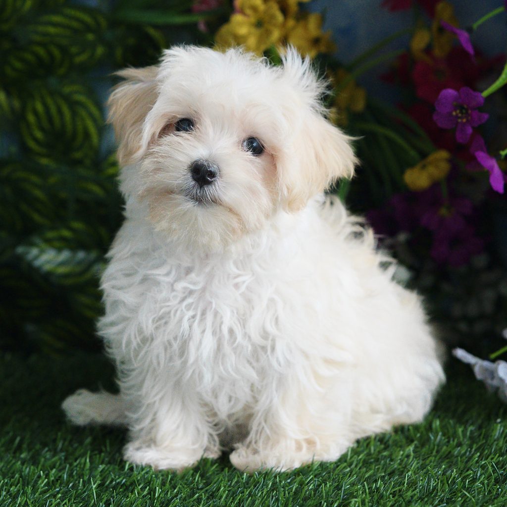 Cheyenne puppy images
