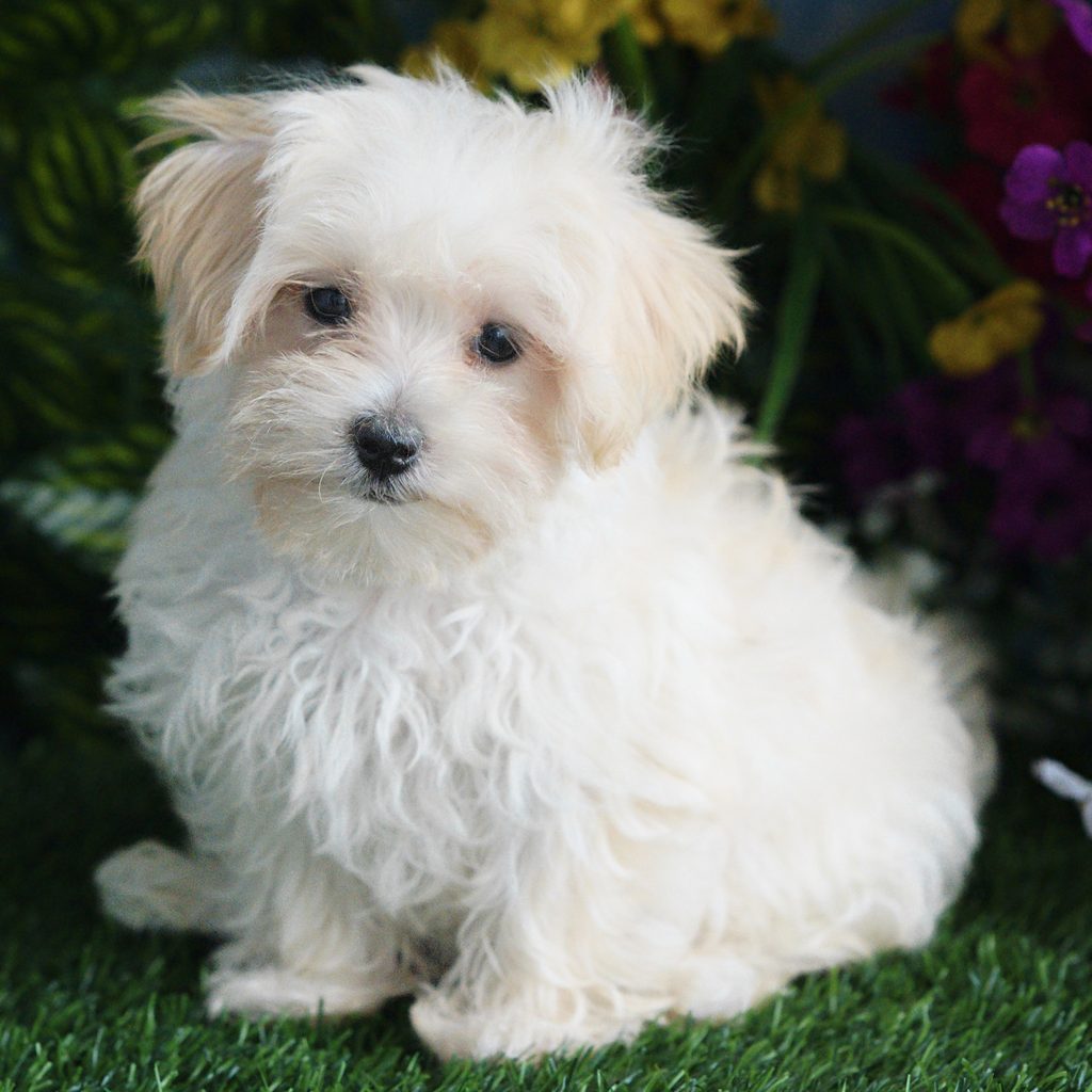 Cheyenne puppy images
