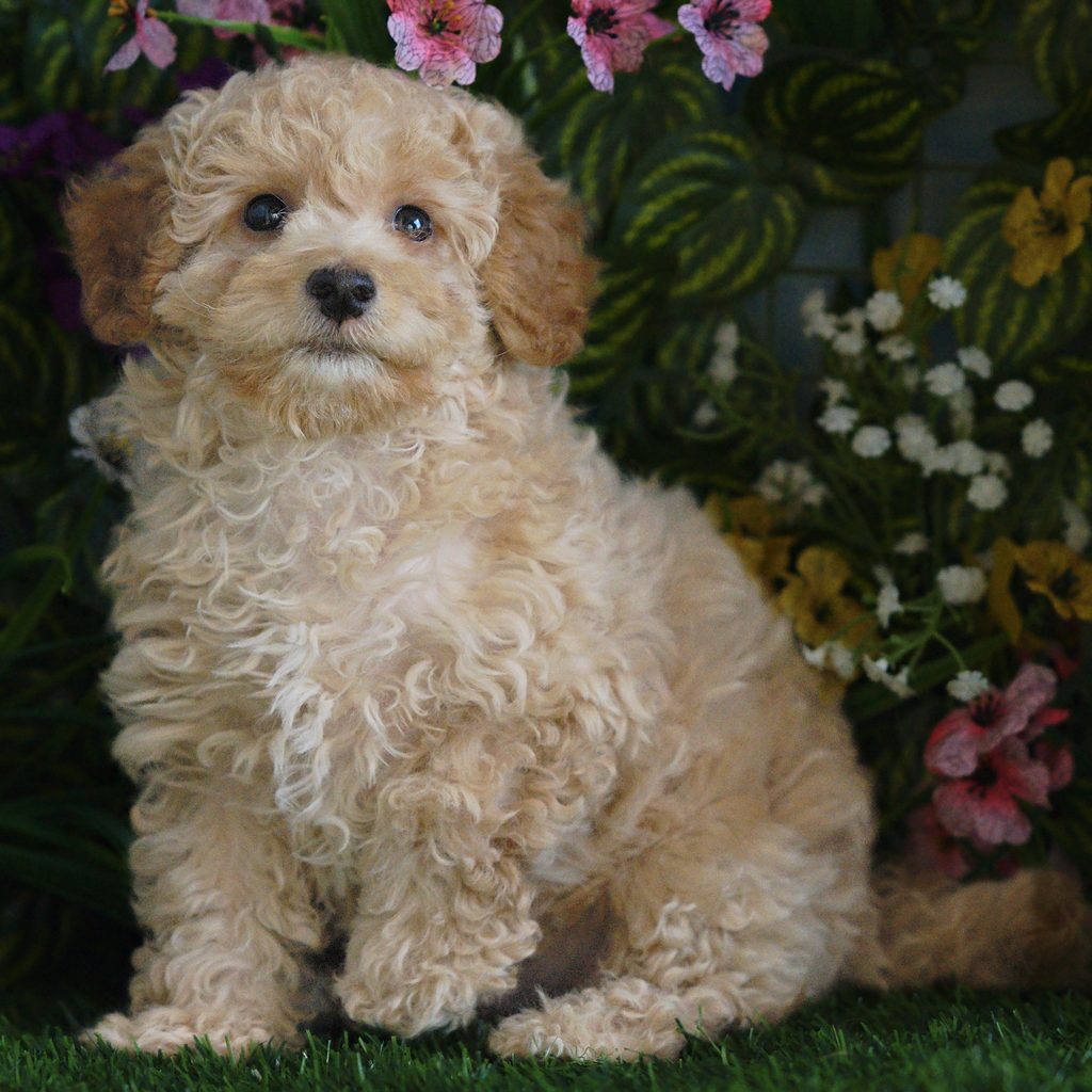 Thornton puppy images