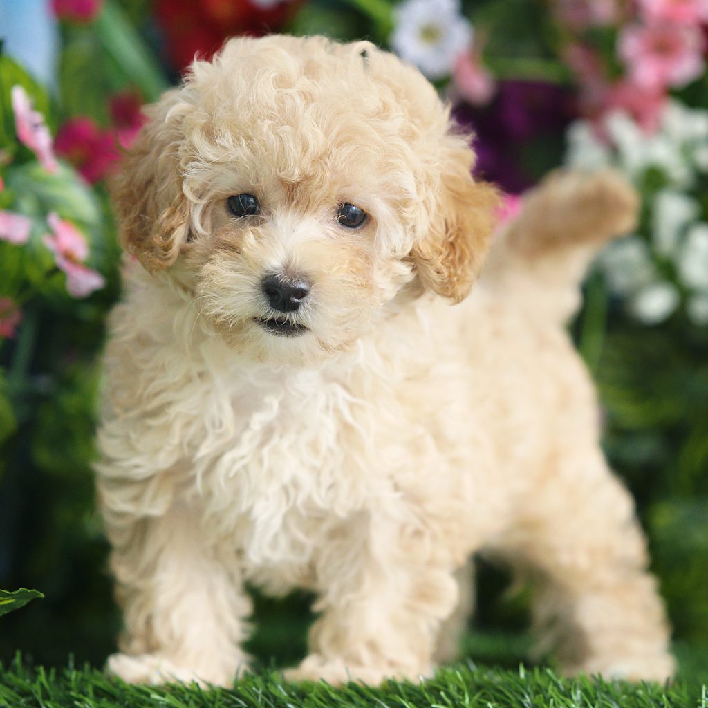 Cassie puppy images