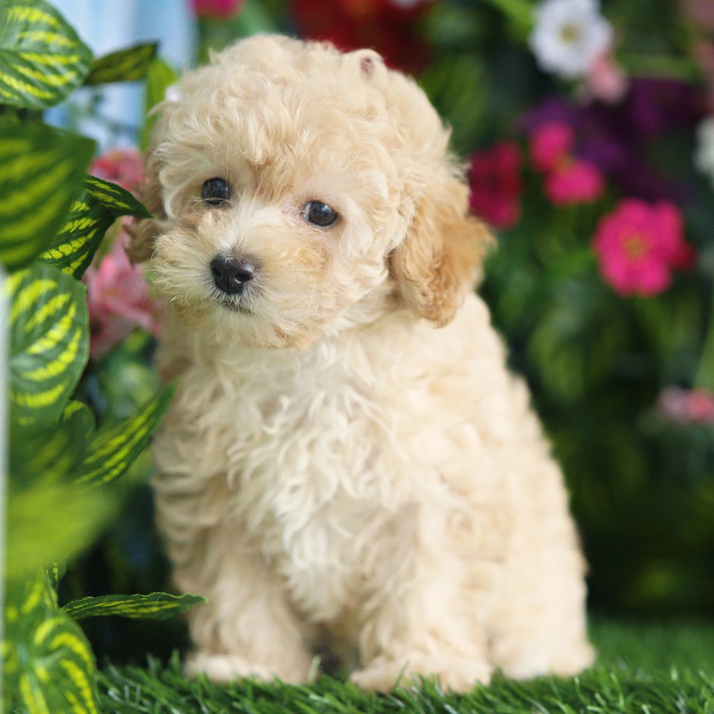 Cassie puppy images