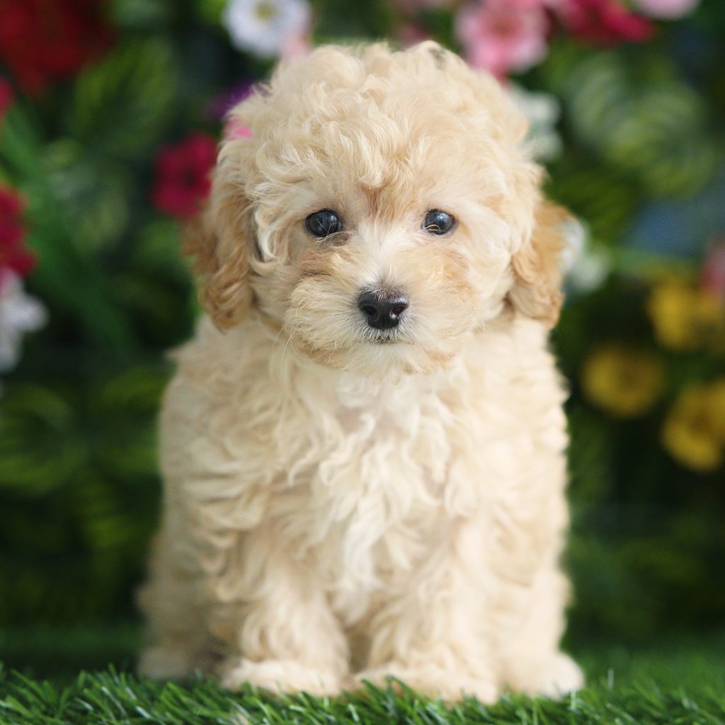 Cassie puppy images