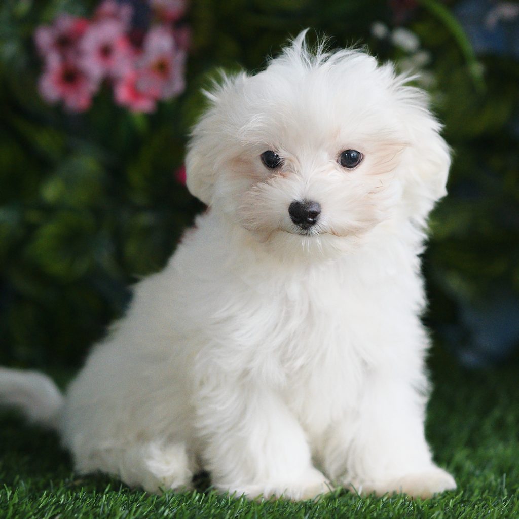 Norm puppy images
