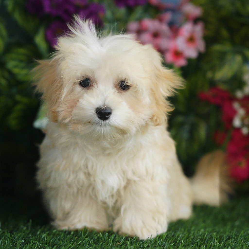 Henley puppy images