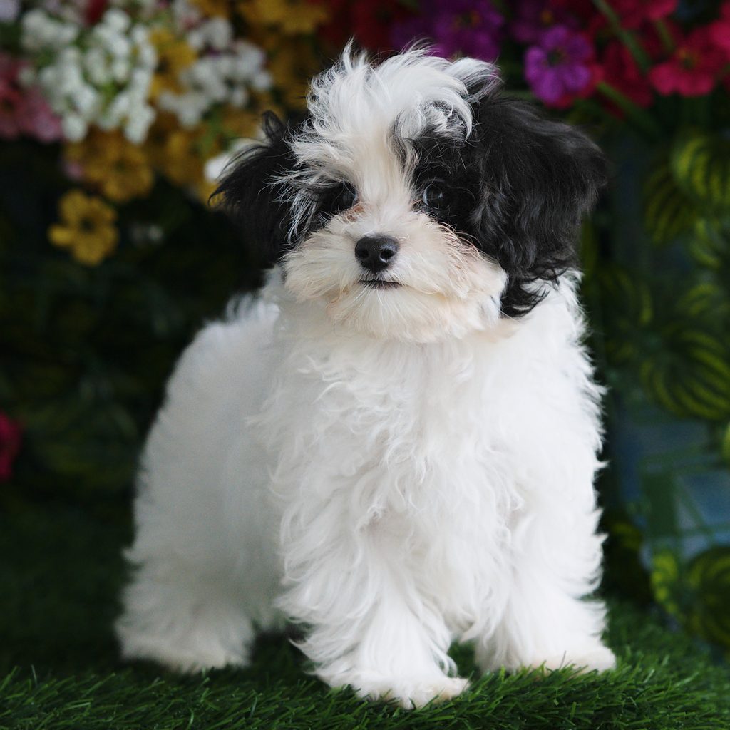 Blue puppy images