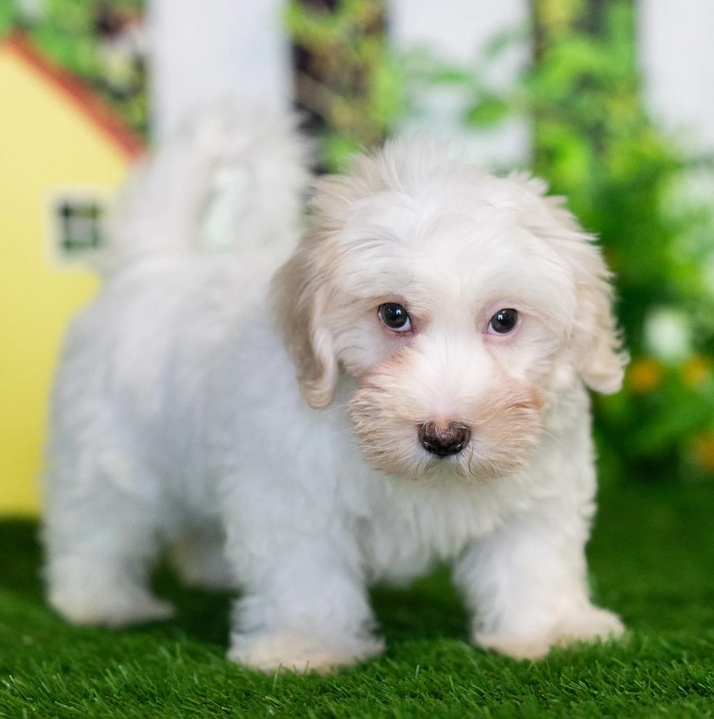 Rebel puppy images