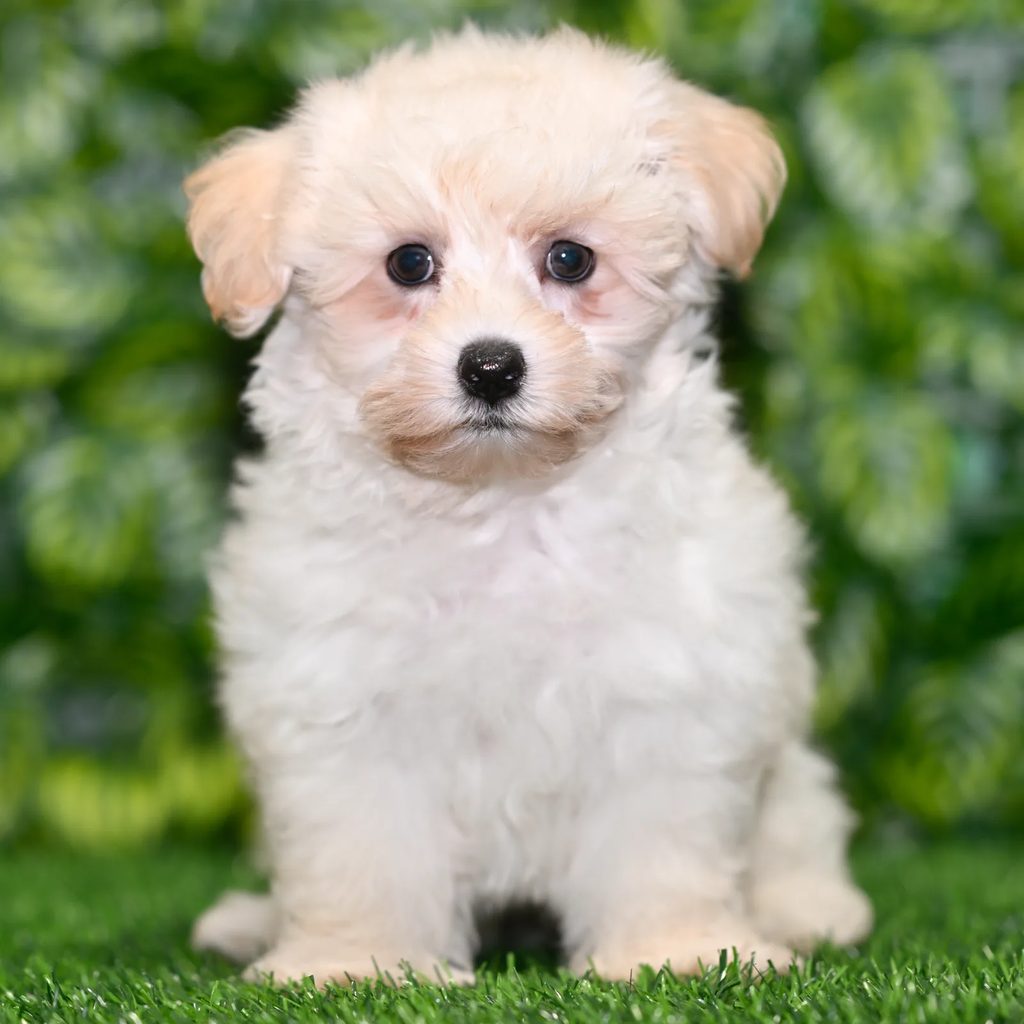 Barkley puppy images