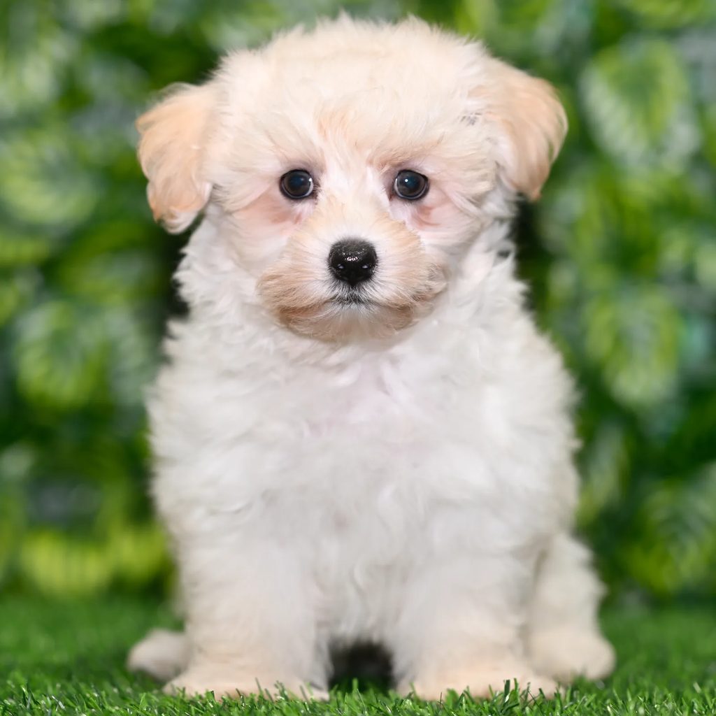 Phillip puppy images