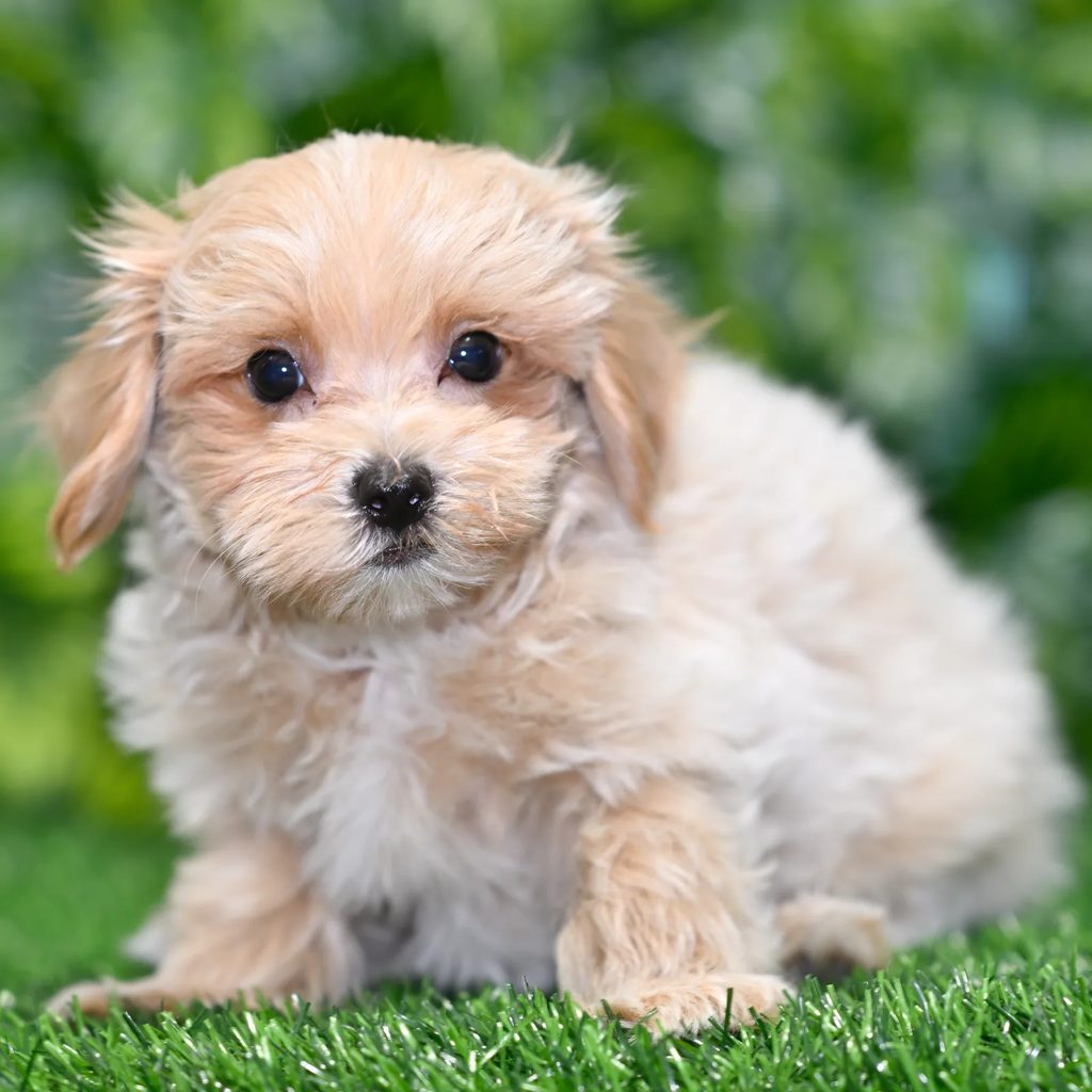 Vespa puppy images