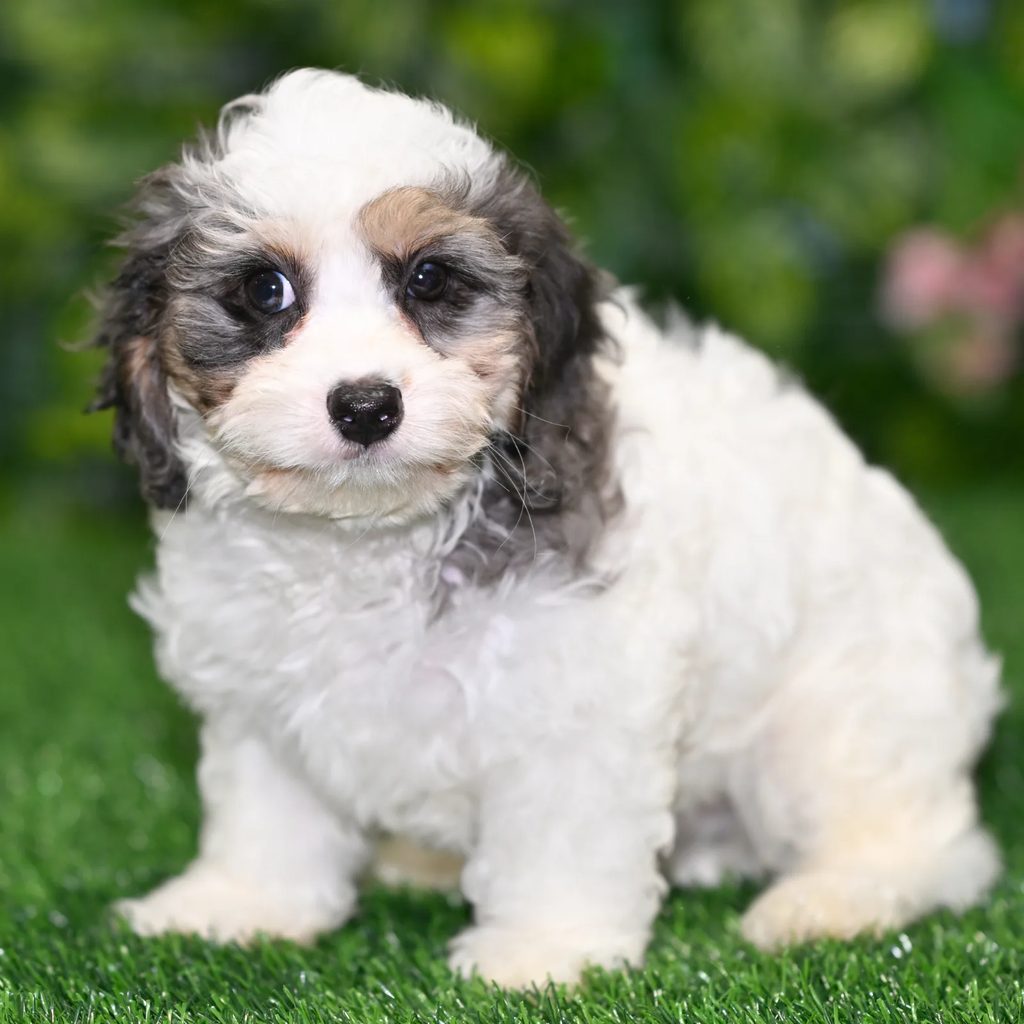 Emmy puppy images